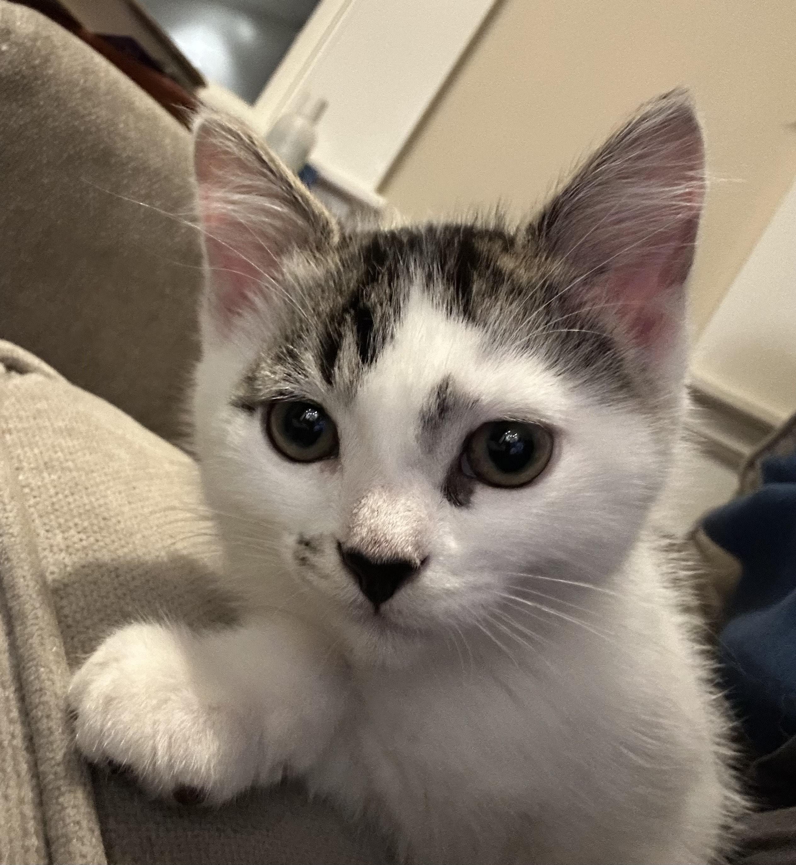 Enlarge Sesame (bonded with Tofu), a Adopted Domestic Short Hair in San Francisco, CA image 6/6