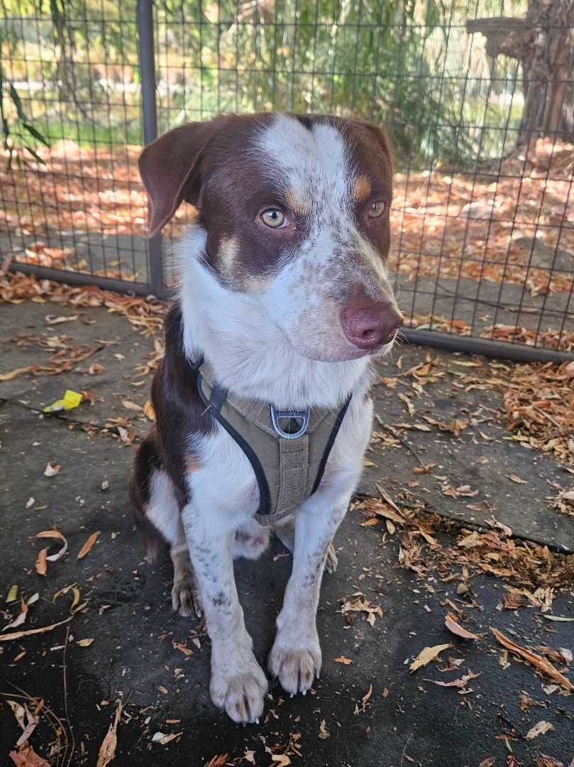 DASH, Adopted, Young Male Border Collie.