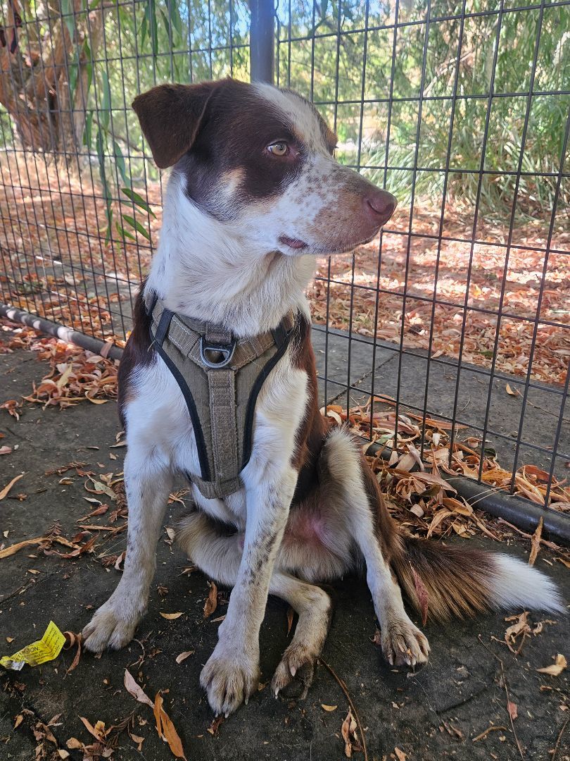Enlarge DASH, a Adopted Border Collie in Lodi, CA image 2/2
