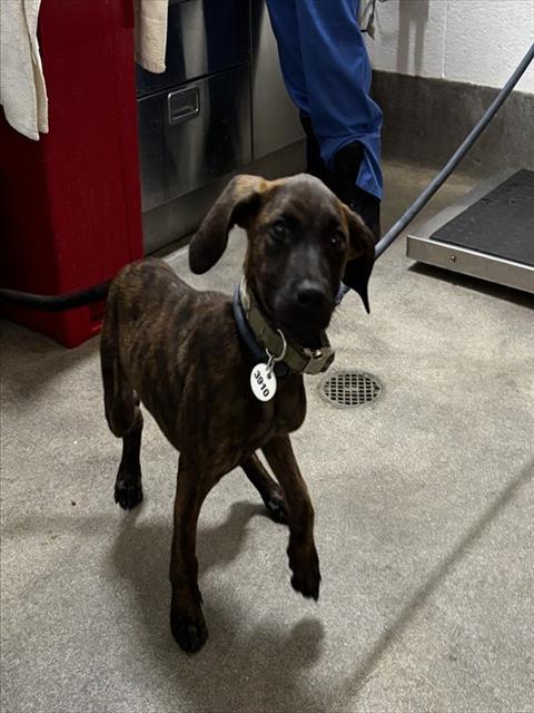 KENNY, Adoptable, Puppy Male Plott Hound.