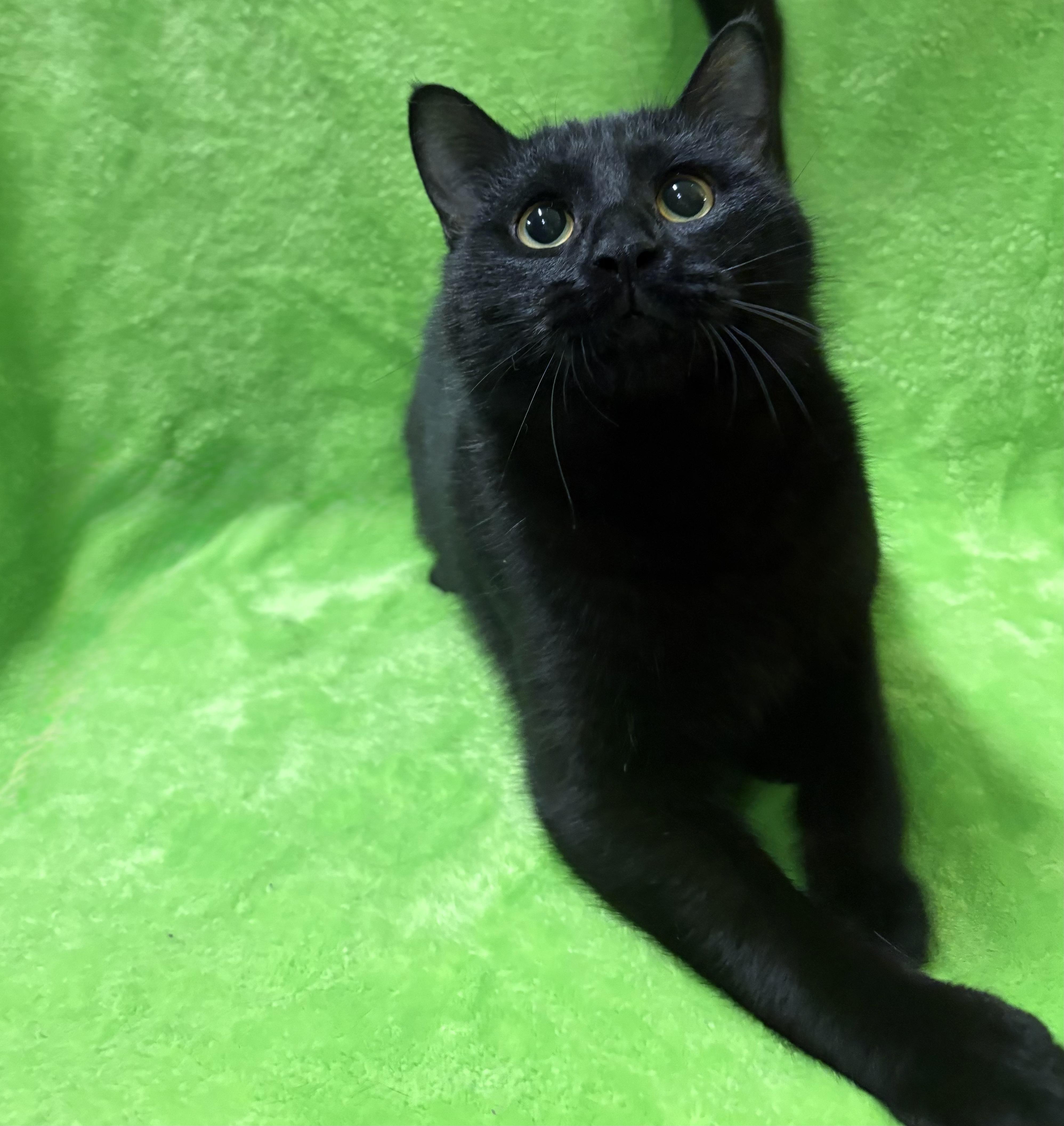 Enlarge HUGO, a Adoptable Domestic Short Hair in Tillsonburg, ON image 3/5