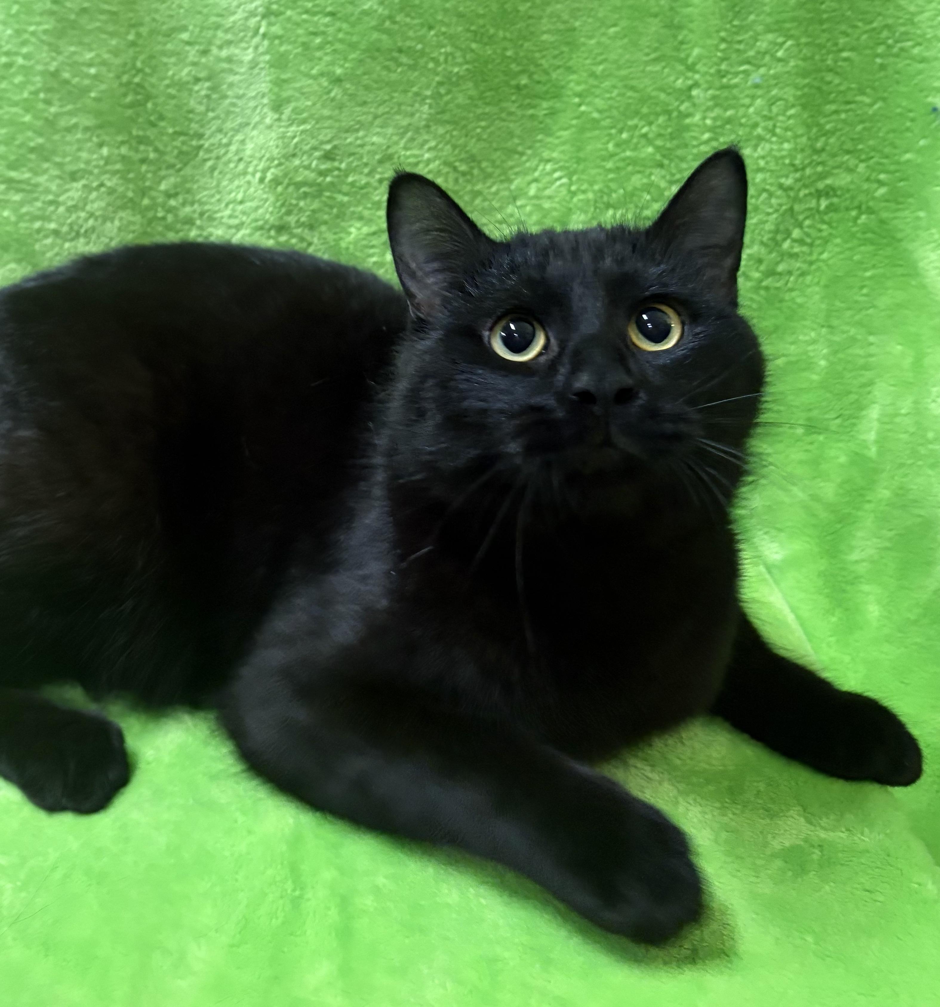 Enlarge HUGO, a Adoptable Domestic Short Hair in Tillsonburg, ON image 1/5