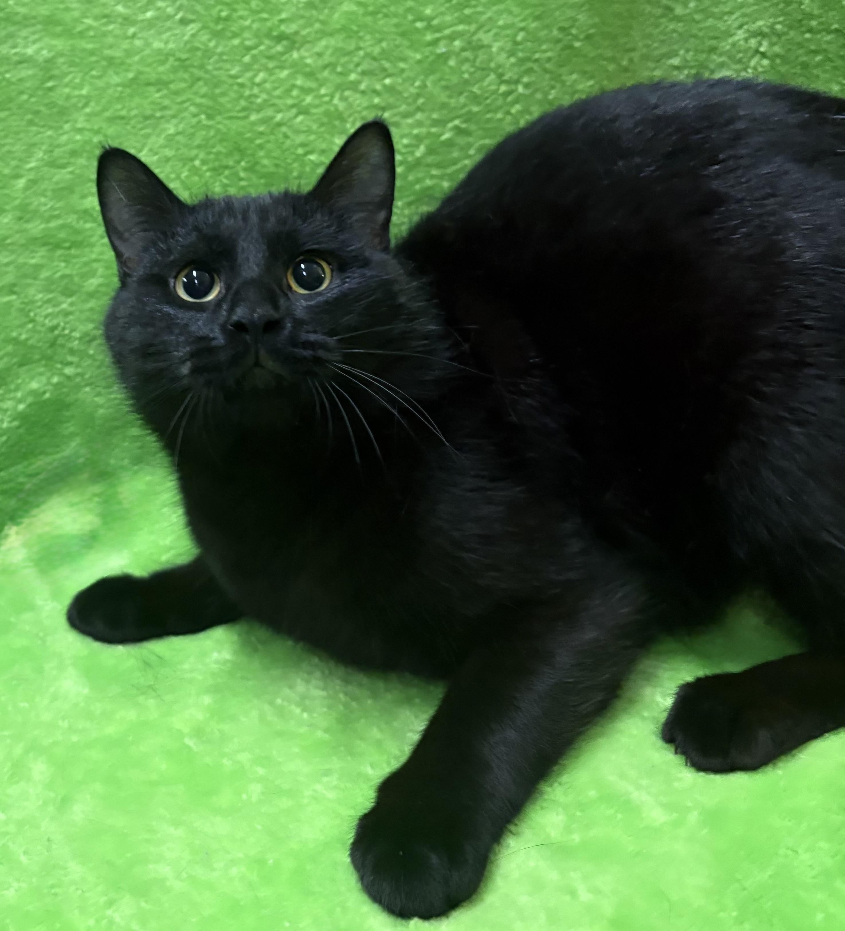 Enlarge HUGO, a Adoptable Domestic Short Hair in Tillsonburg, ON image 4/5