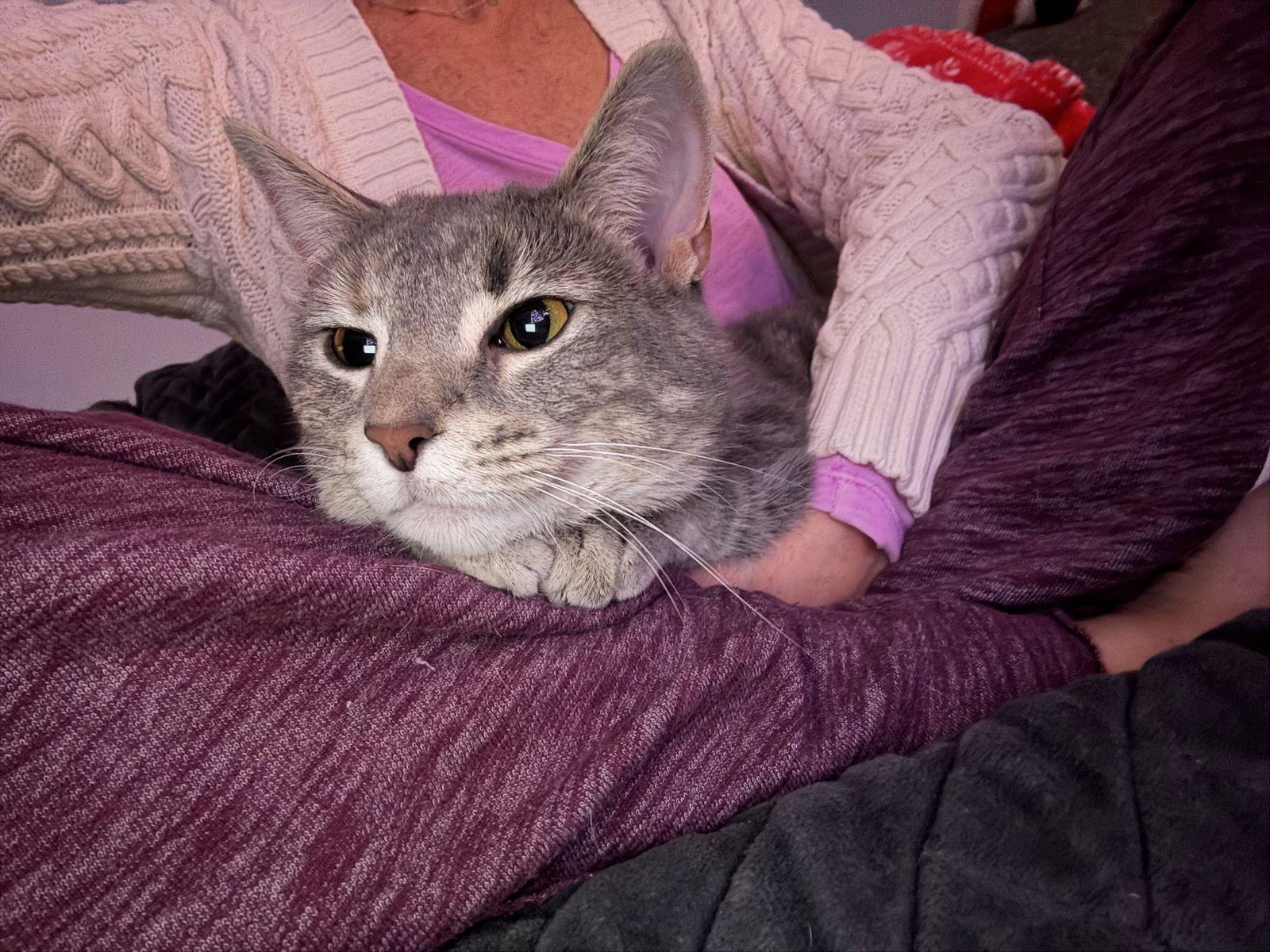 Tooney, Adoptable, Kitten Female Domestic Short Hair & Tabby.