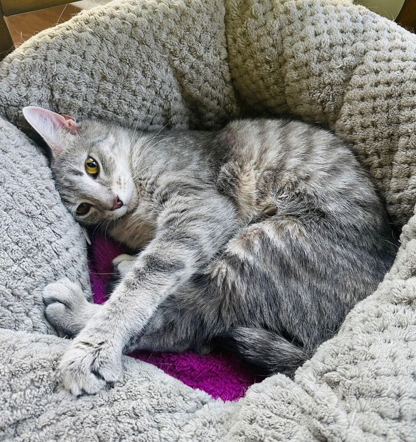 Enlarge Tooney, a Adoptable mixed breed in Walled Lake, MI image 1/3