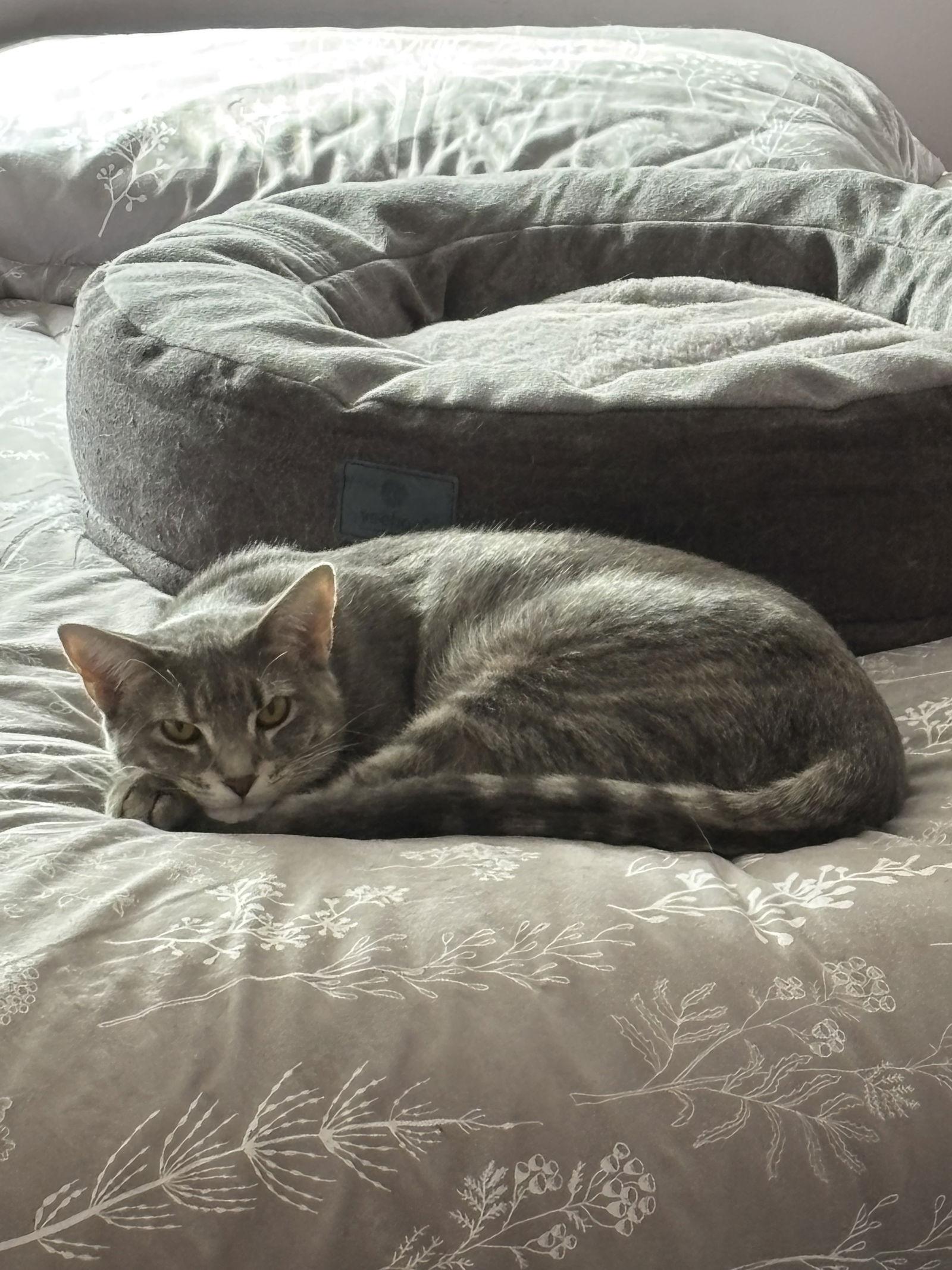 Enlarge Tooney, a Adoptable mixed breed in Walled Lake, MI image 2/3