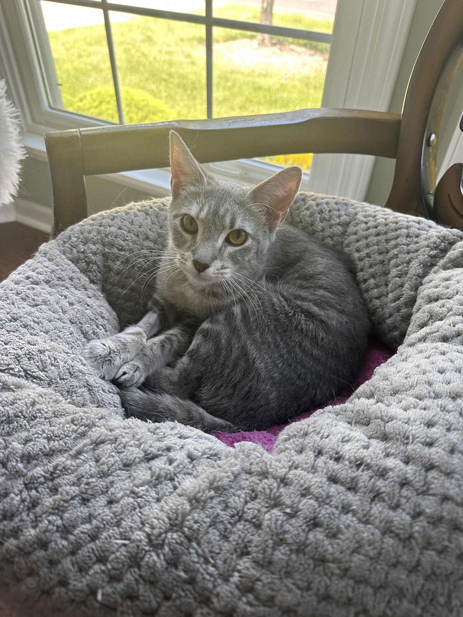 Enlarge Tooney, a Adoptable mixed breed in Walled Lake, MI image 3/3