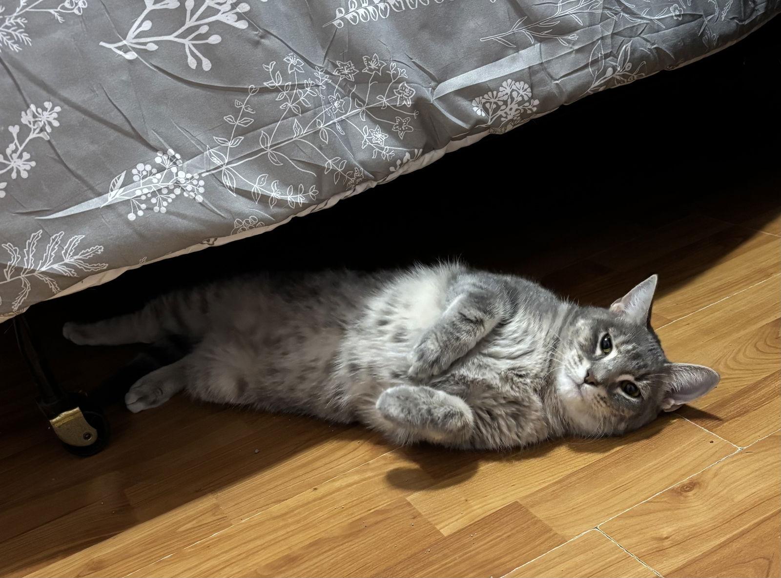 Enlarge Tooney, a Adoptable mixed breed in Walled Lake, MI image 3/3