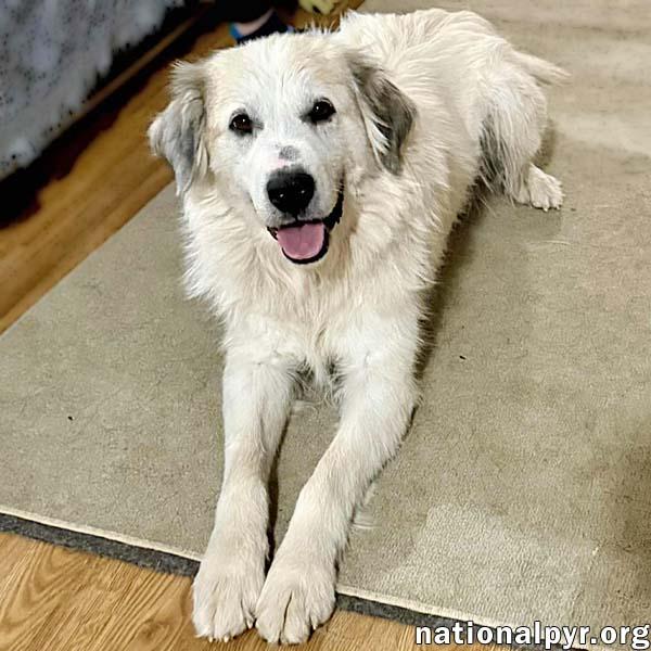 Pretty Girl in TN - Smiles & Wiggles for Pets! — thumbnail 3