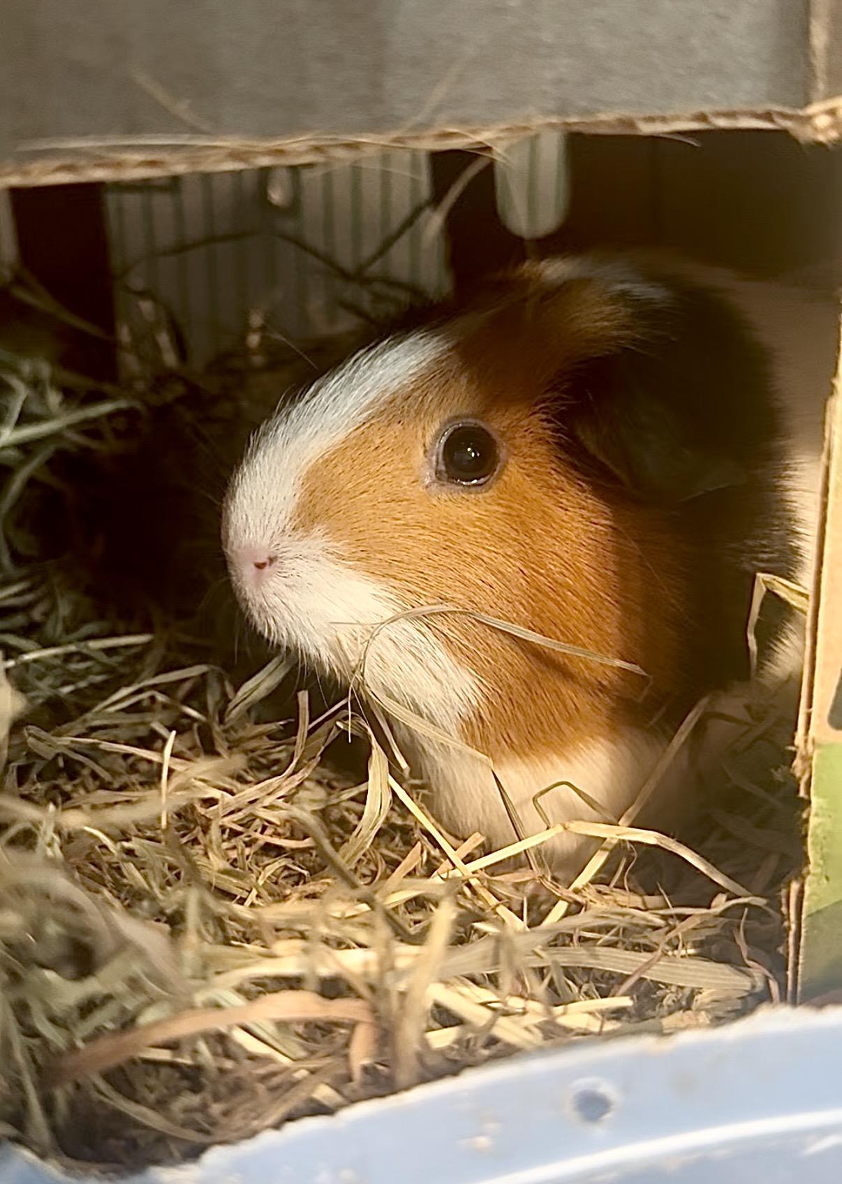 Pepper, ADOPTABLE, Senior Female Guinea Pig.