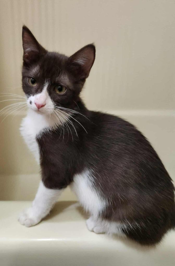 Reese's, Adoptable, Young Male Domestic Short Hair.