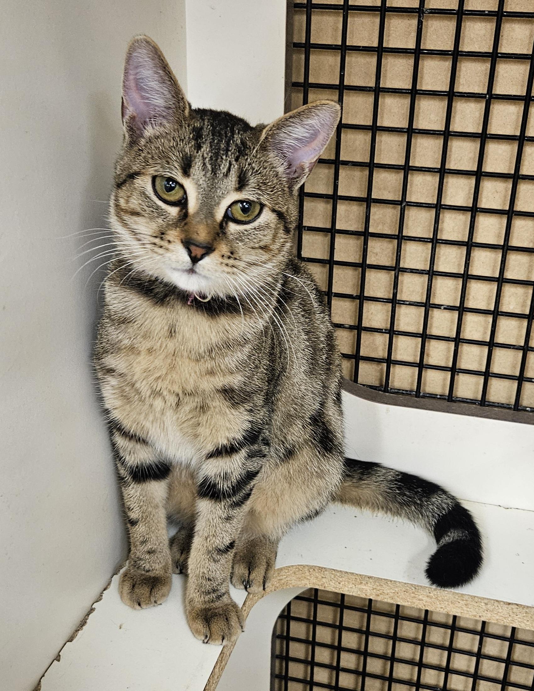 Enlarge Rosita (Rosie), an adopted Tabby in Nashville, TN image 1/5