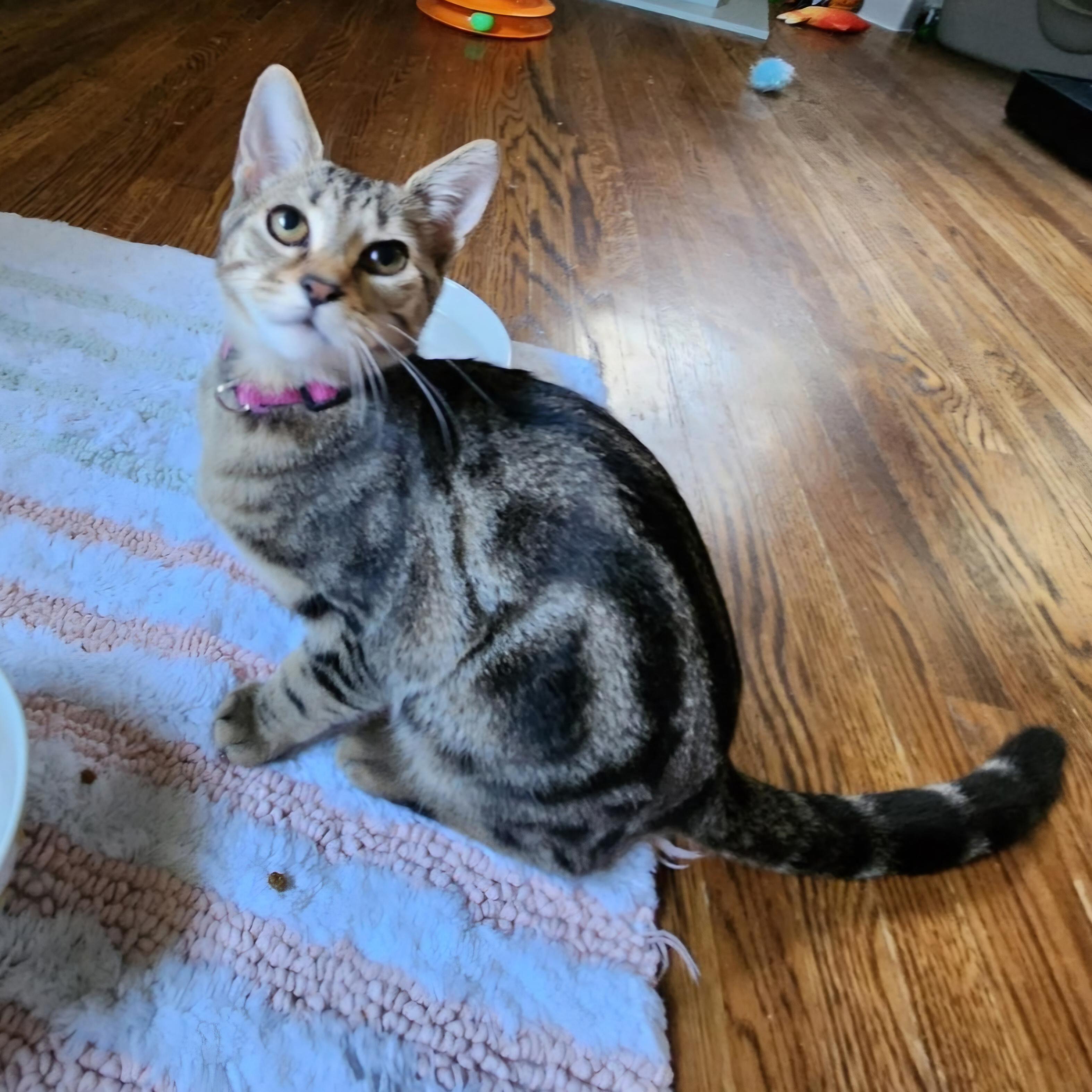 Enlarge Rosita (Rosie), an adopted Tabby in Nashville, TN image 2/5