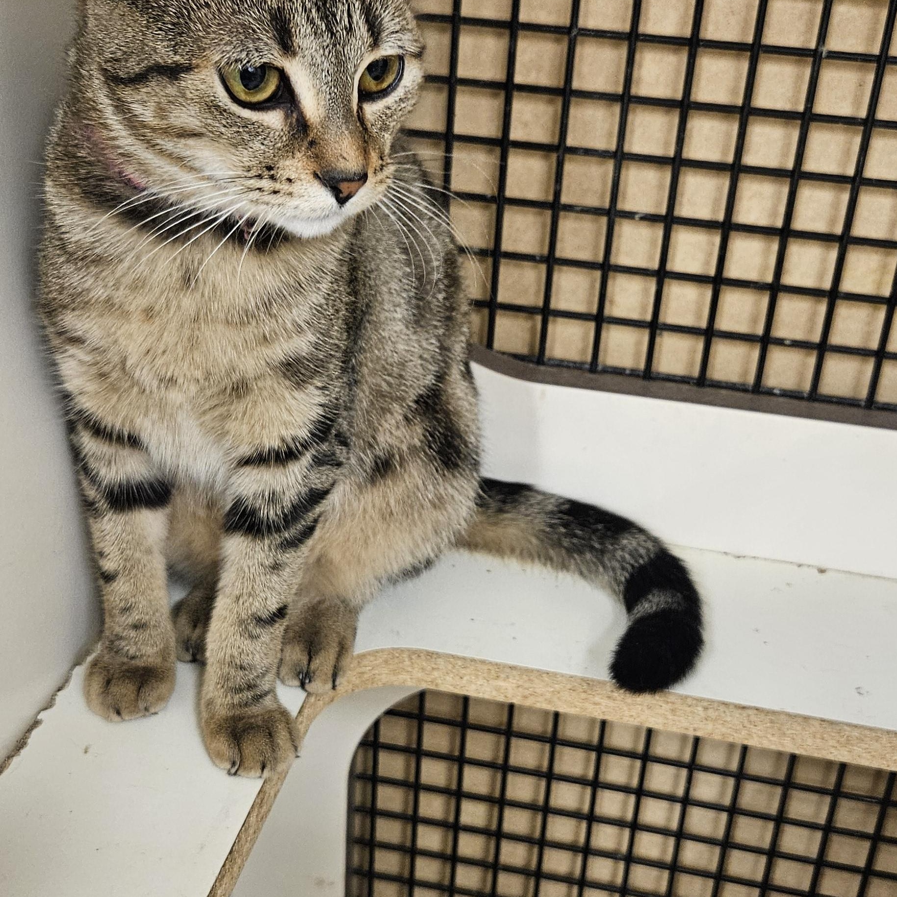 Enlarge Rosita (Rosie), an adopted Tabby in Nashville, TN image 3/5