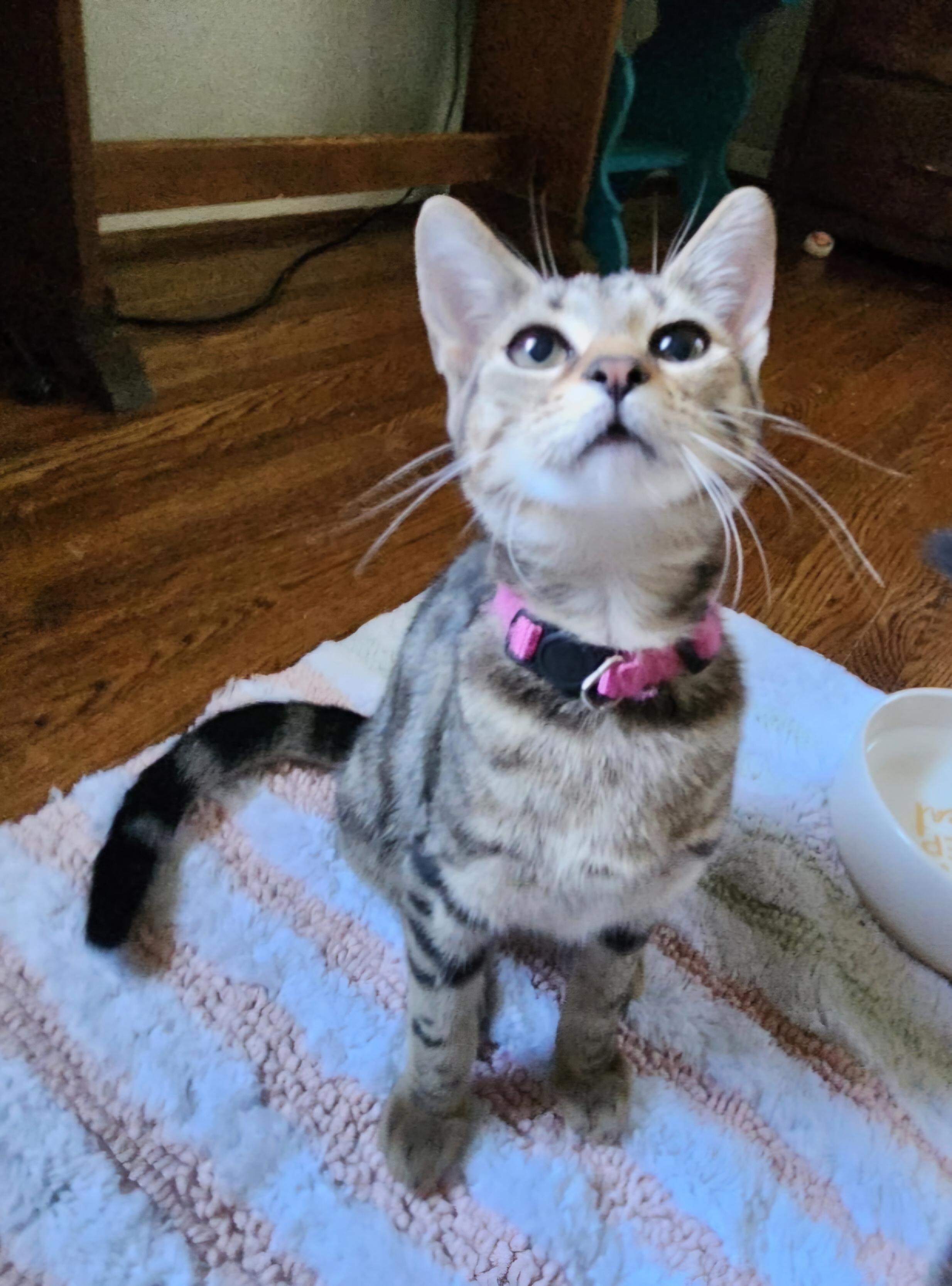 Enlarge Rosita (Rosie), an adopted Tabby in Nashville, TN image 4/5