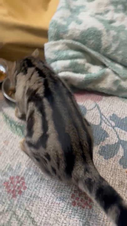 Enlarge Rosita (Rosie), an adopted Tabby in Nashville, TN video 5/5