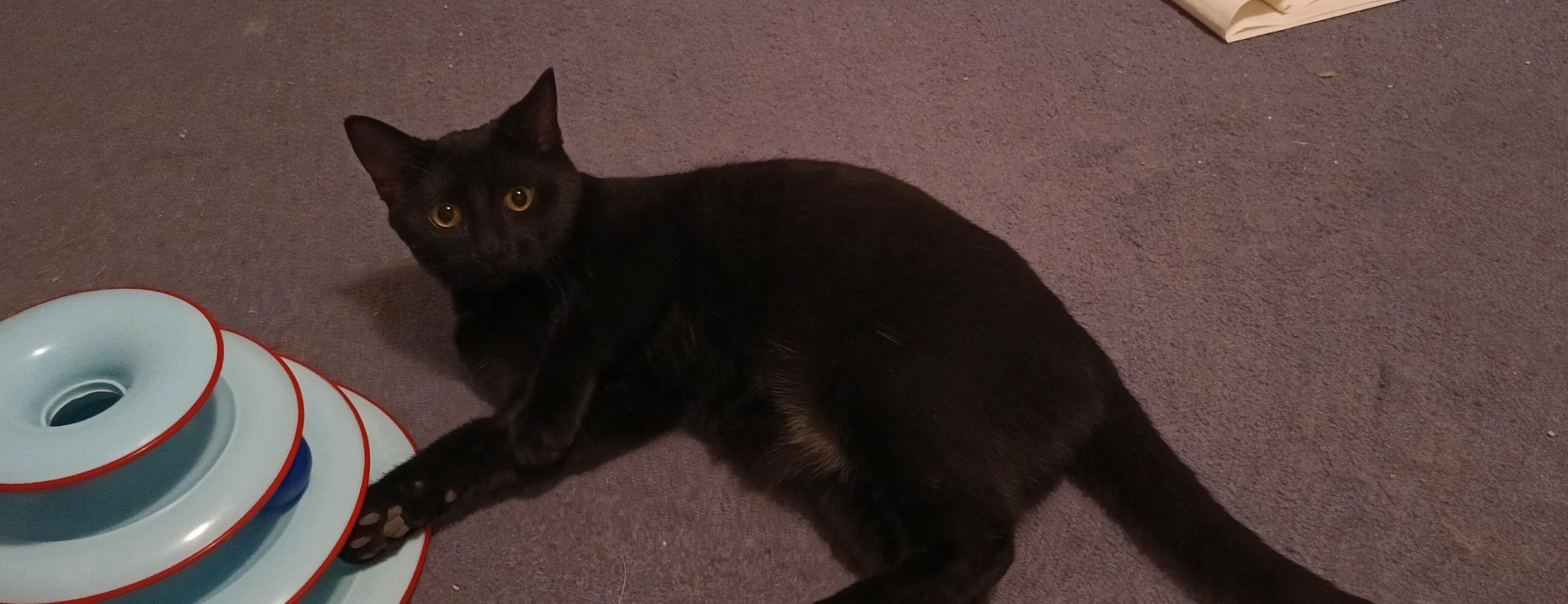 Candy *MUST BE ADOPTED W BABY, TABBY OR BUDDY*, ADOPTABLE, Young Female Domestic Short Hair.