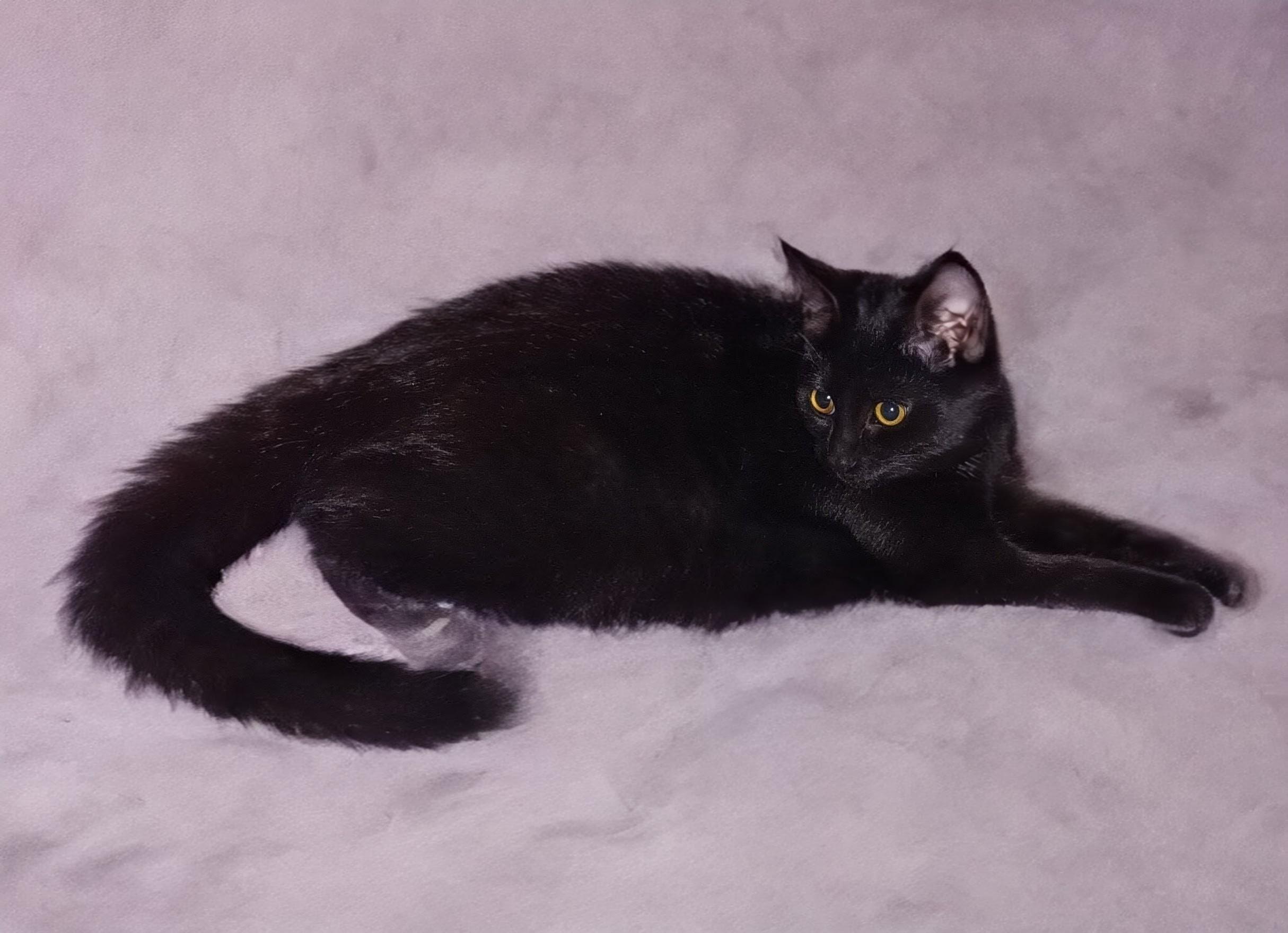 Enlarge Candy *MUST BE ADOPTED W BABY, TABBY OR BUDDY*, a ADOPTABLE Domestic Short Hair in Toronto, ON image 4/5