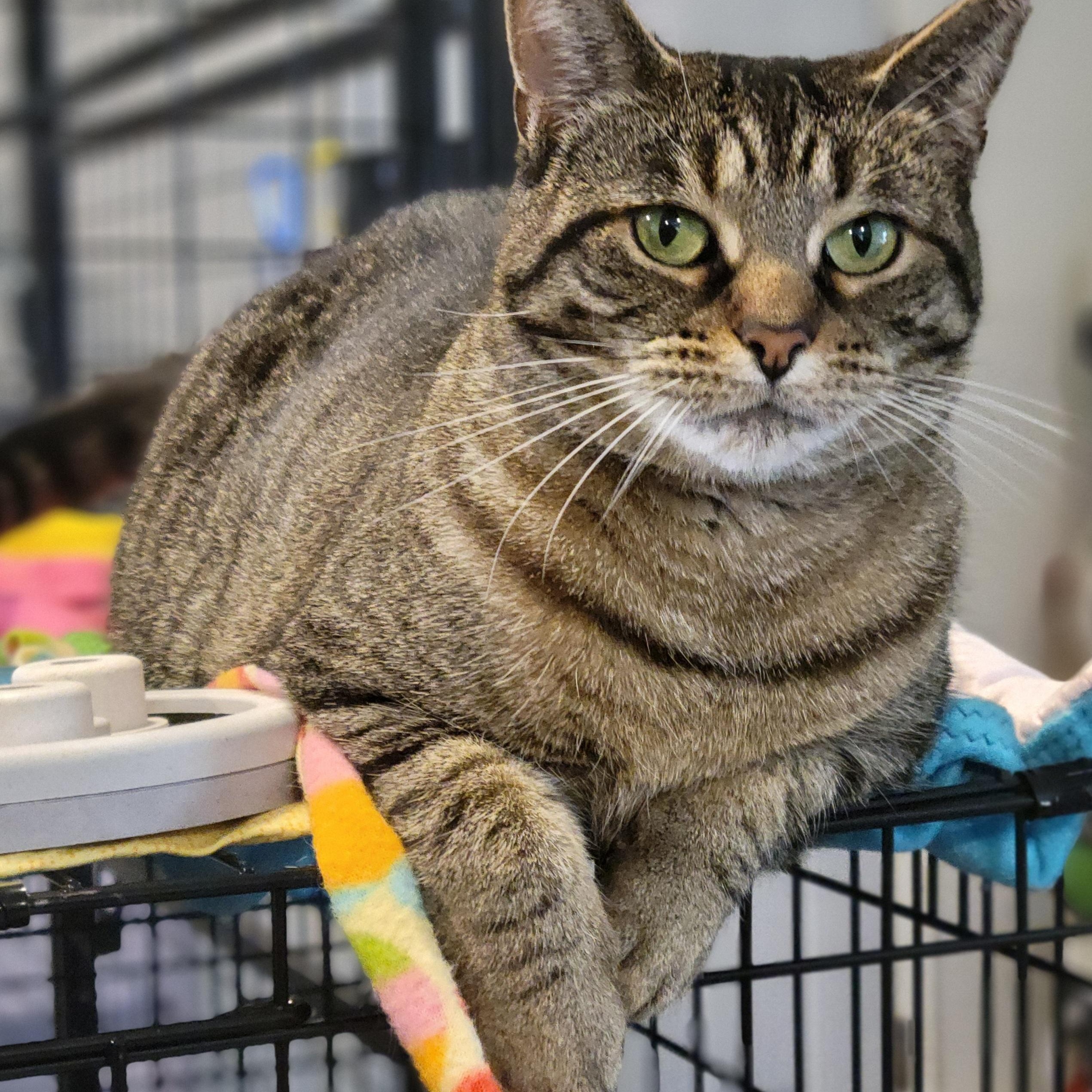 Enlarge Zilwaukee, a Adoptable Domestic Short Hair in Swartz Creek, MI image 1/6