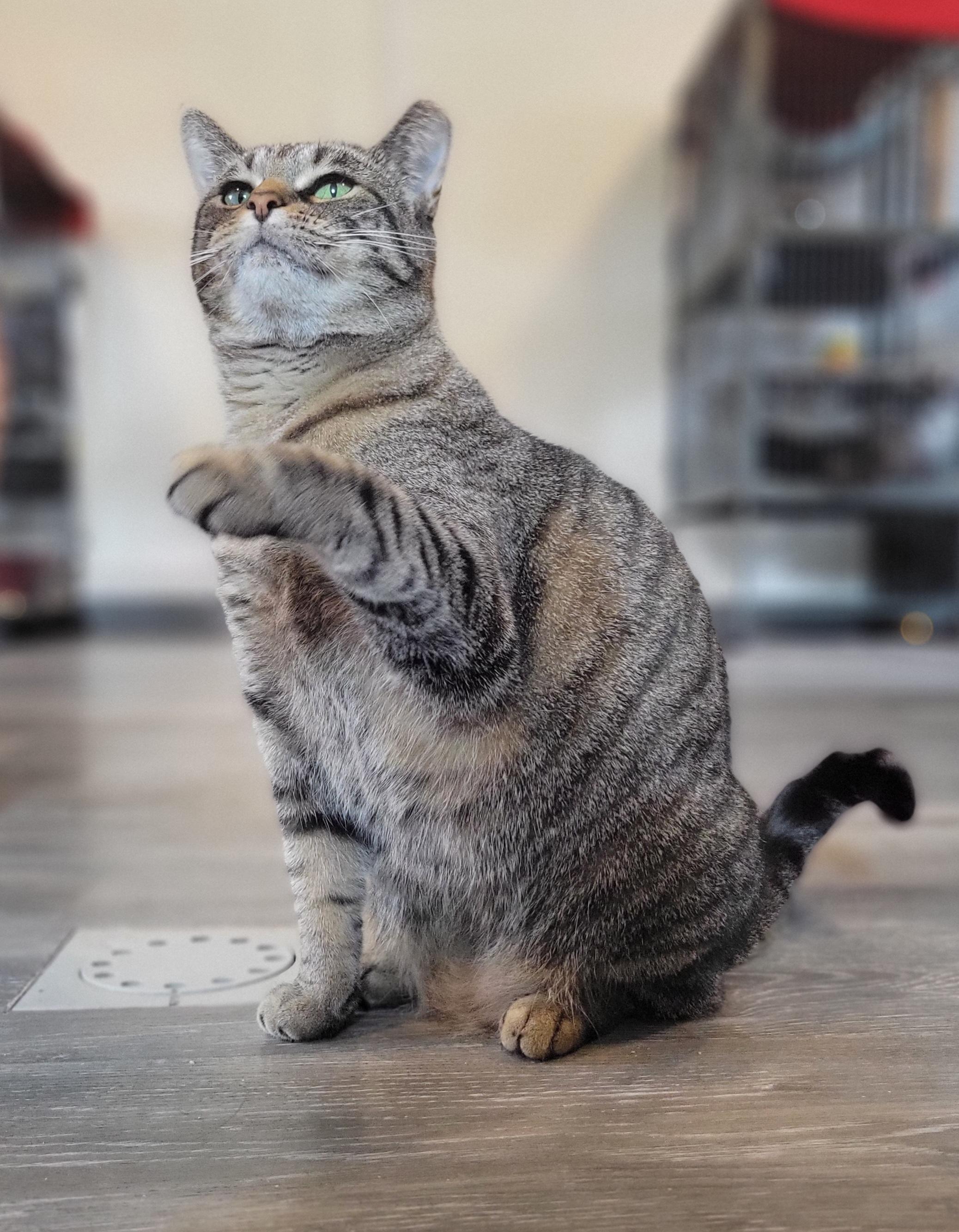 Enlarge Zilwaukee, a Adoptable Domestic Short Hair in Swartz Creek, MI image 3/6