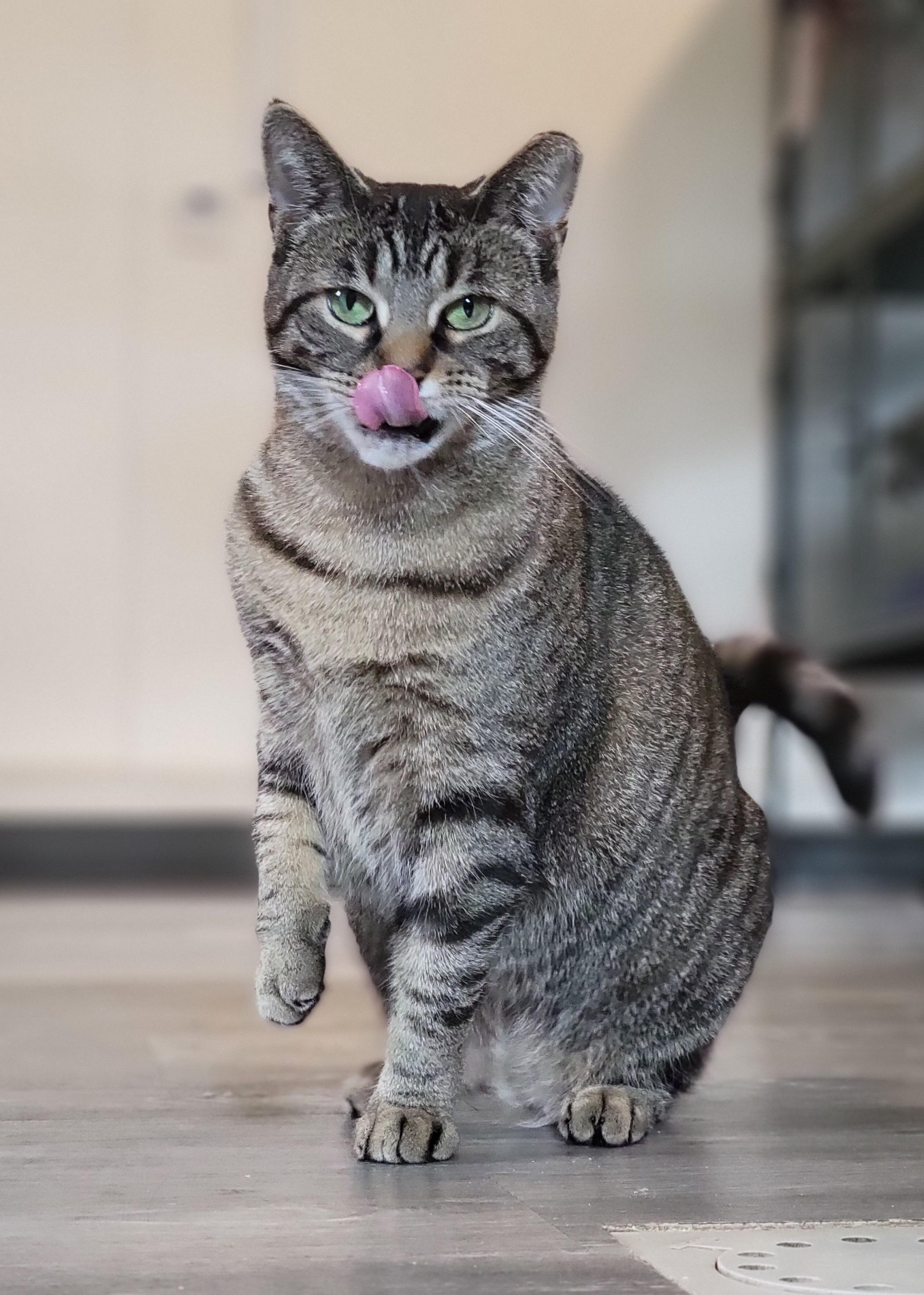 Enlarge Zilwaukee, a Adoptable Domestic Short Hair in Swartz Creek, MI image 5/6