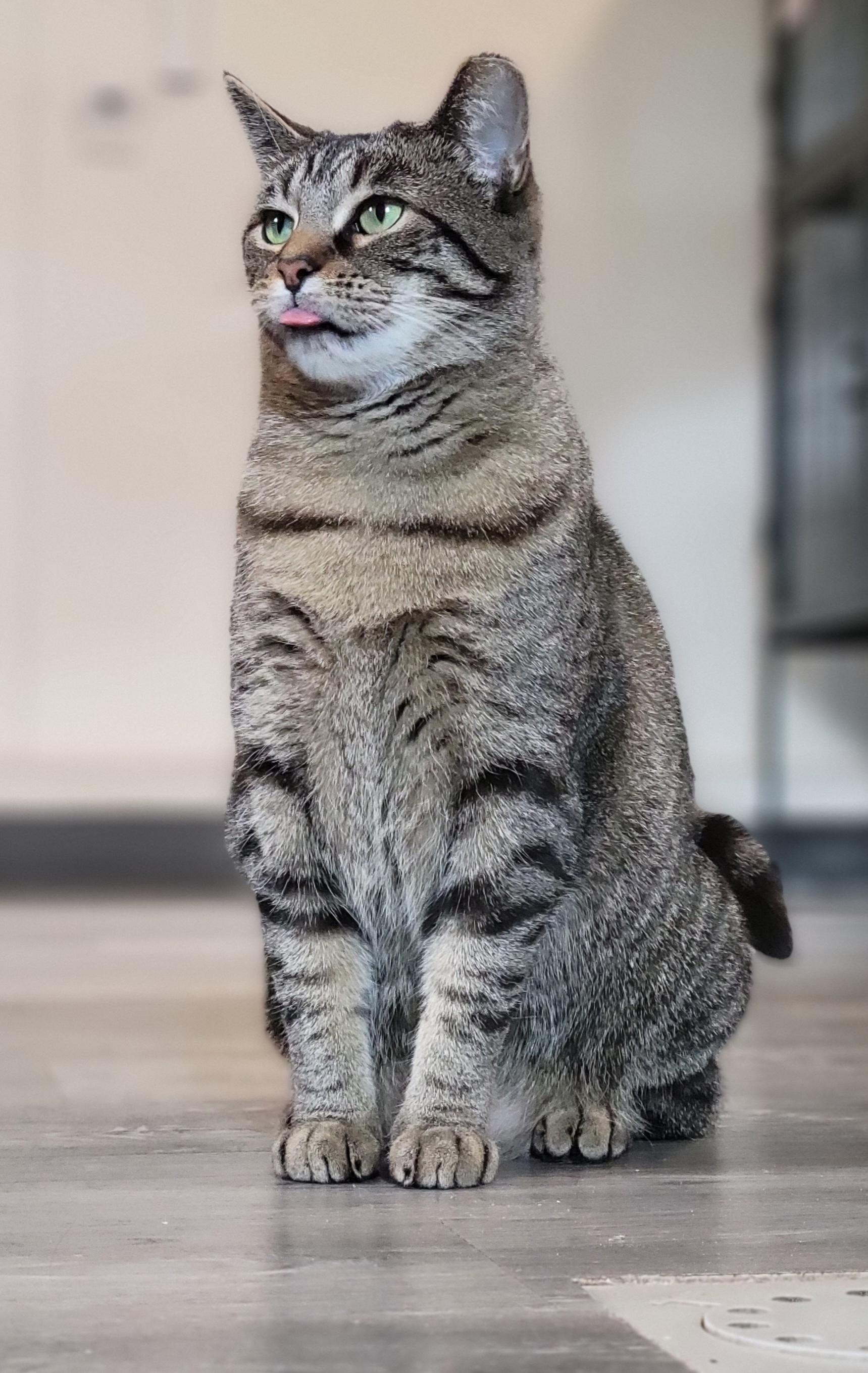 Enlarge Zilwaukee, a Adoptable Domestic Short Hair in Swartz Creek, MI image 2/6