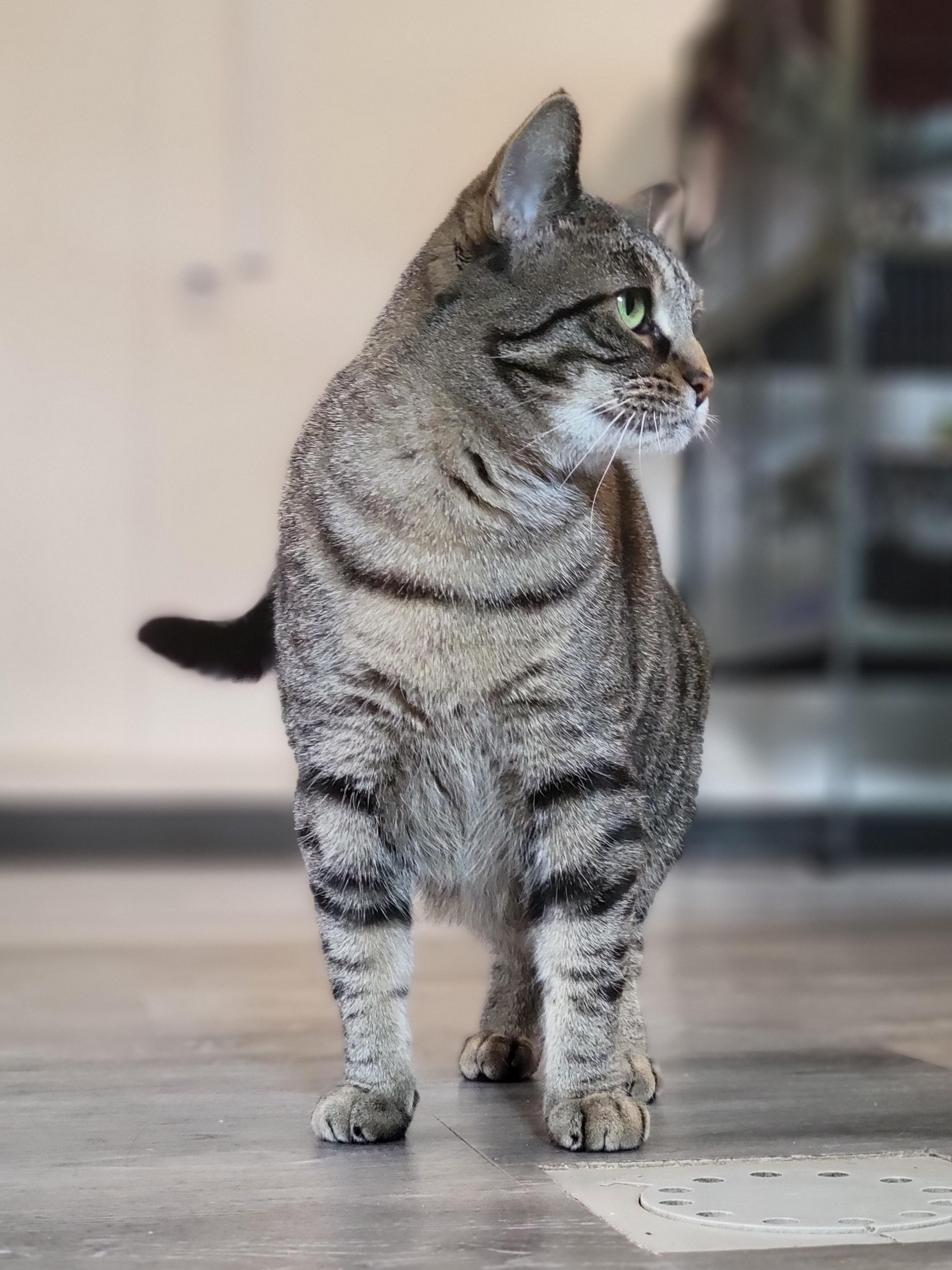 Enlarge Zilwaukee, a Adoptable Domestic Short Hair in Swartz Creek, MI image 6/6