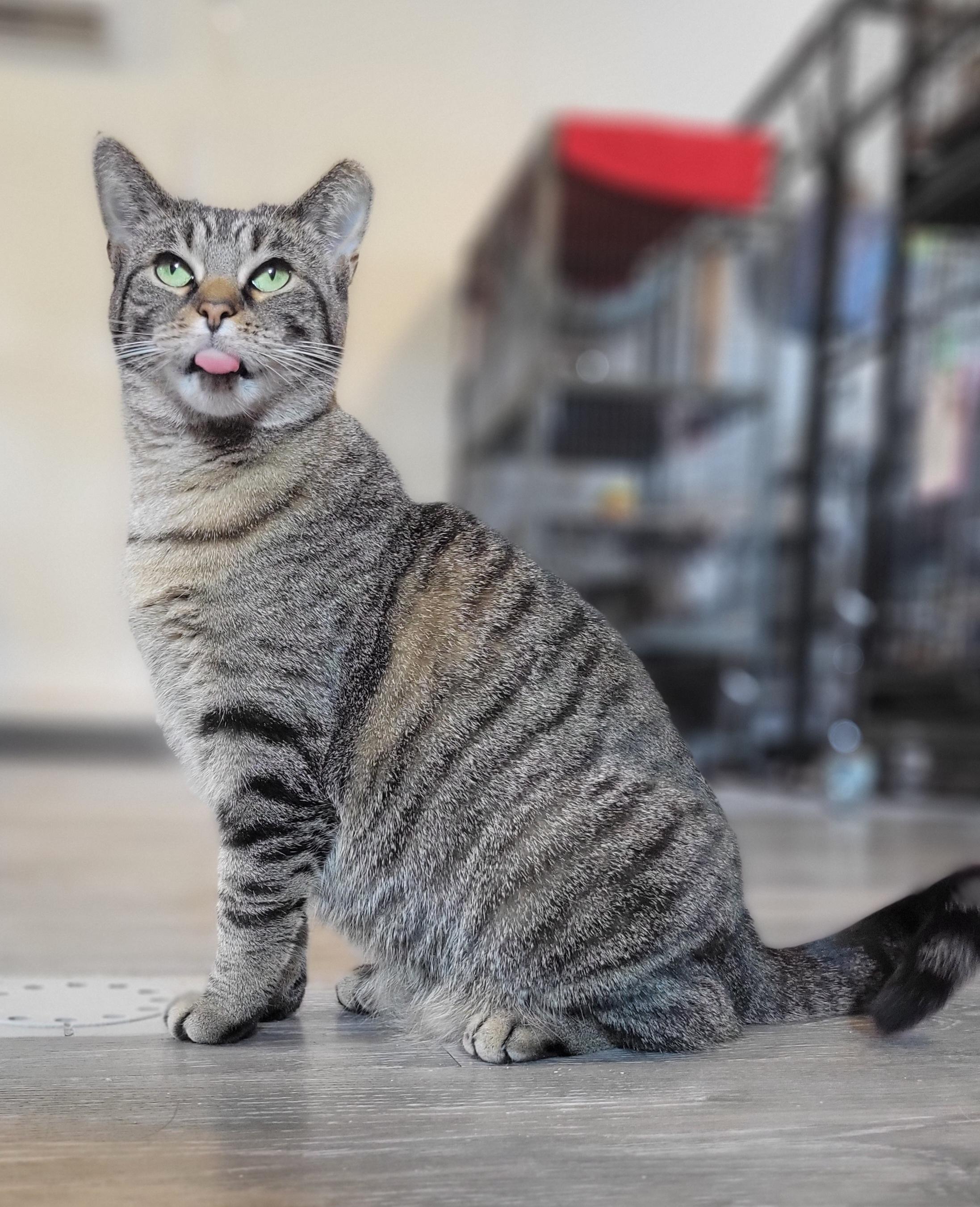 Enlarge Zilwaukee, a Adoptable Domestic Short Hair in Swartz Creek, MI image 4/6