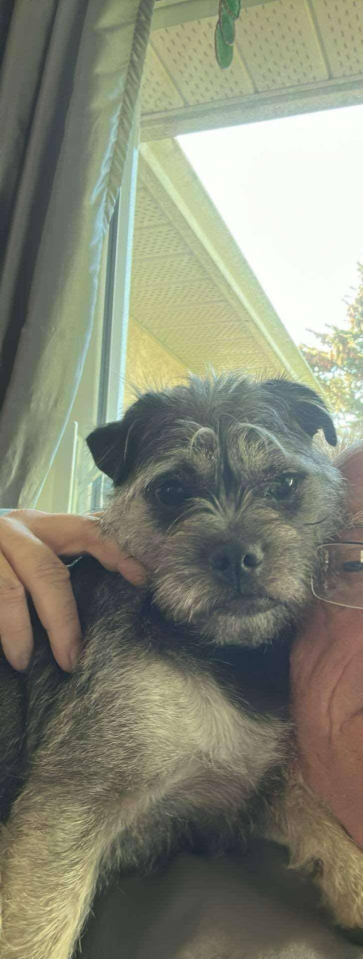 Melons, Adopted, Adult Female Mixed Breed.