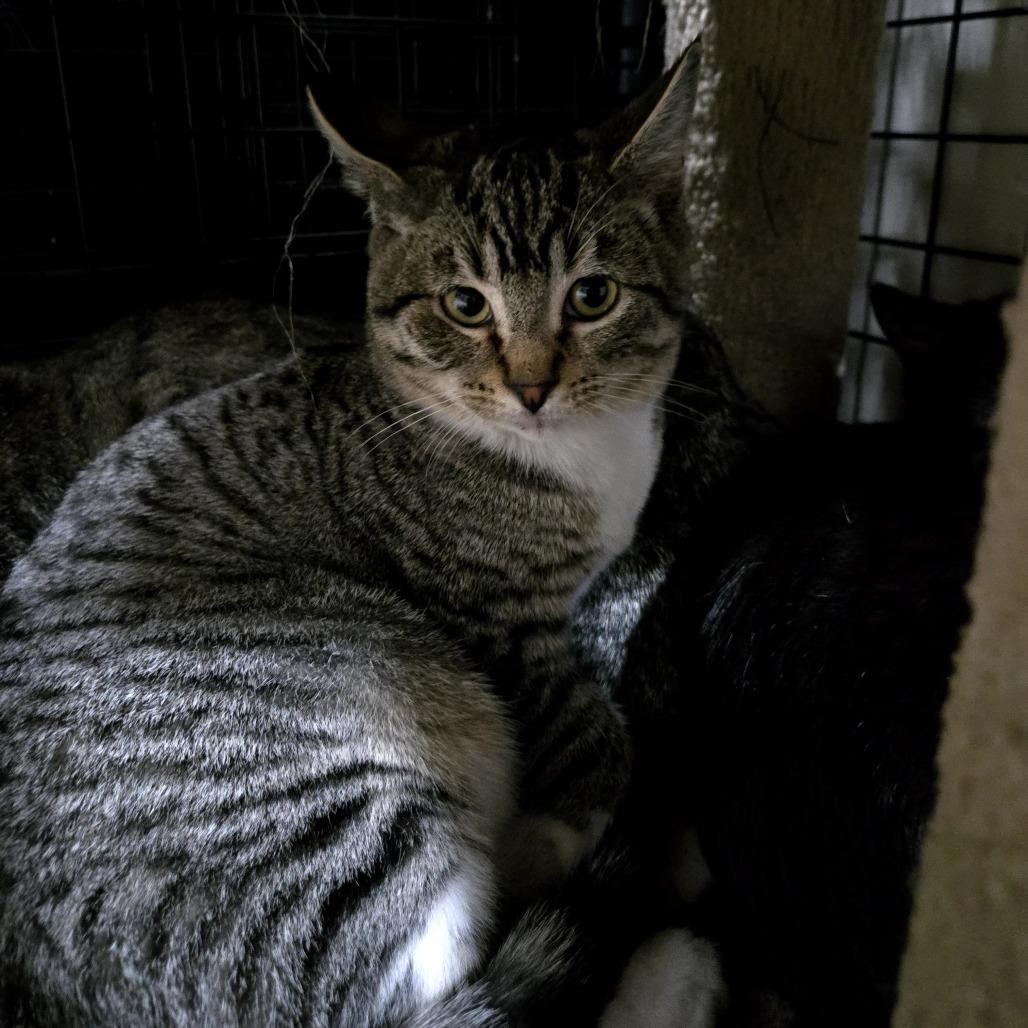 Enlarge Micky, a Adoptable Domestic Short Hair in Sioux Falls, SD image 1/2