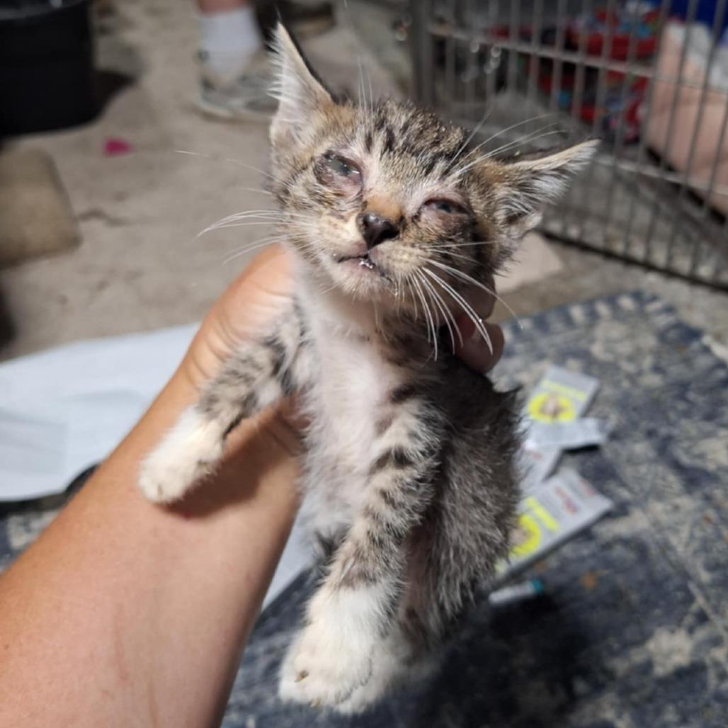 Enlarge Micky, a Adoptable Domestic Short Hair in Sioux Falls, SD image 2/2