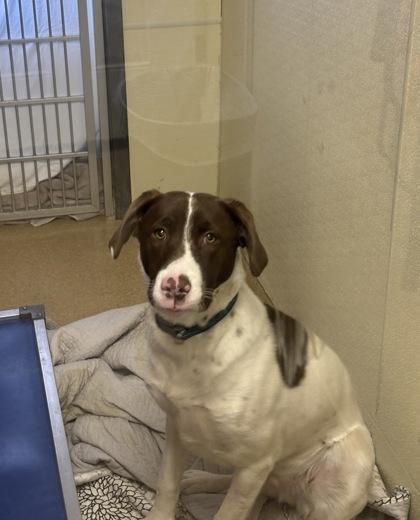 Enlarge Peyton, a Adoptable mixed breed in East Brookfield, MA image 1/2