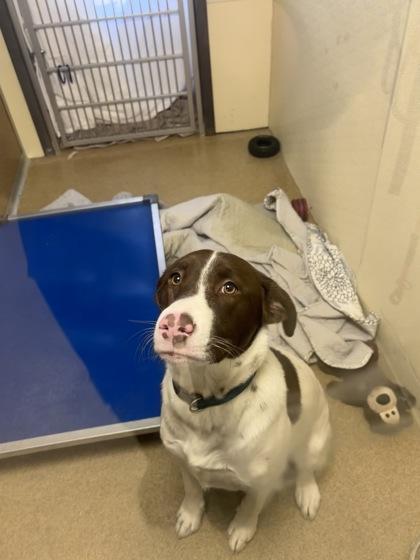 Peyton, Adoptable, Puppy Male Retriever & Mixed Breed.