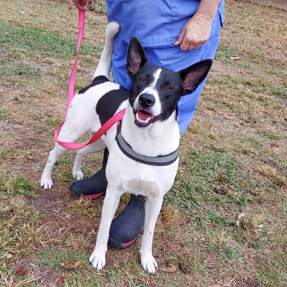 Enlarge Sandy, a Adoptable mixed breed in Anniston, AL image 2/6