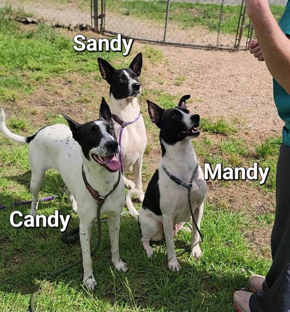 Enlarge Sandy, a Adoptable mixed breed in Anniston, AL image 3/6