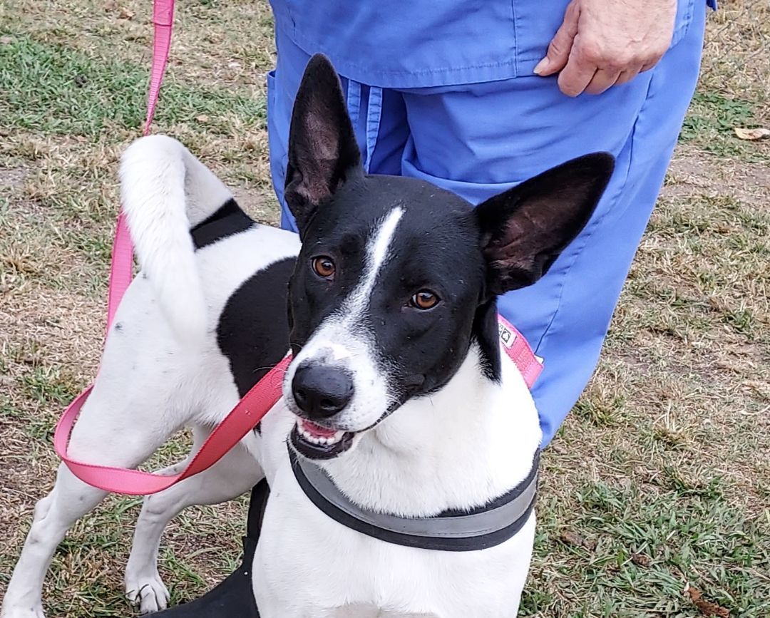 Enlarge Sandy, a Adoptable mixed breed in Anniston, AL image 1/6