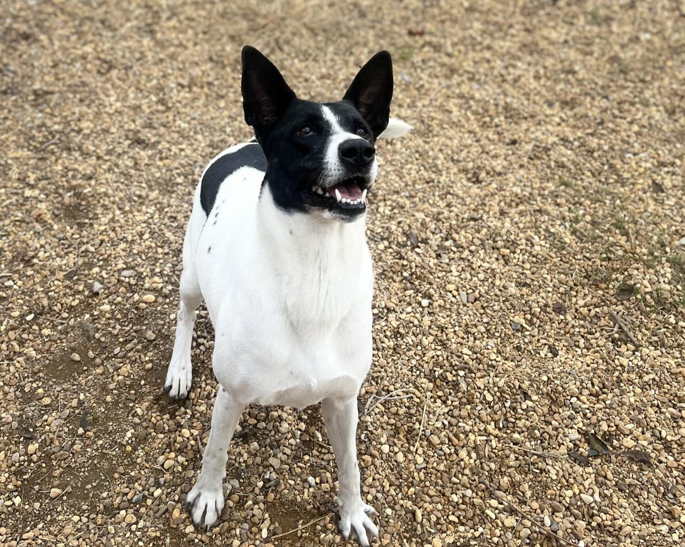 Enlarge Sandy, a Adoptable mixed breed in Anniston, AL image 6/6