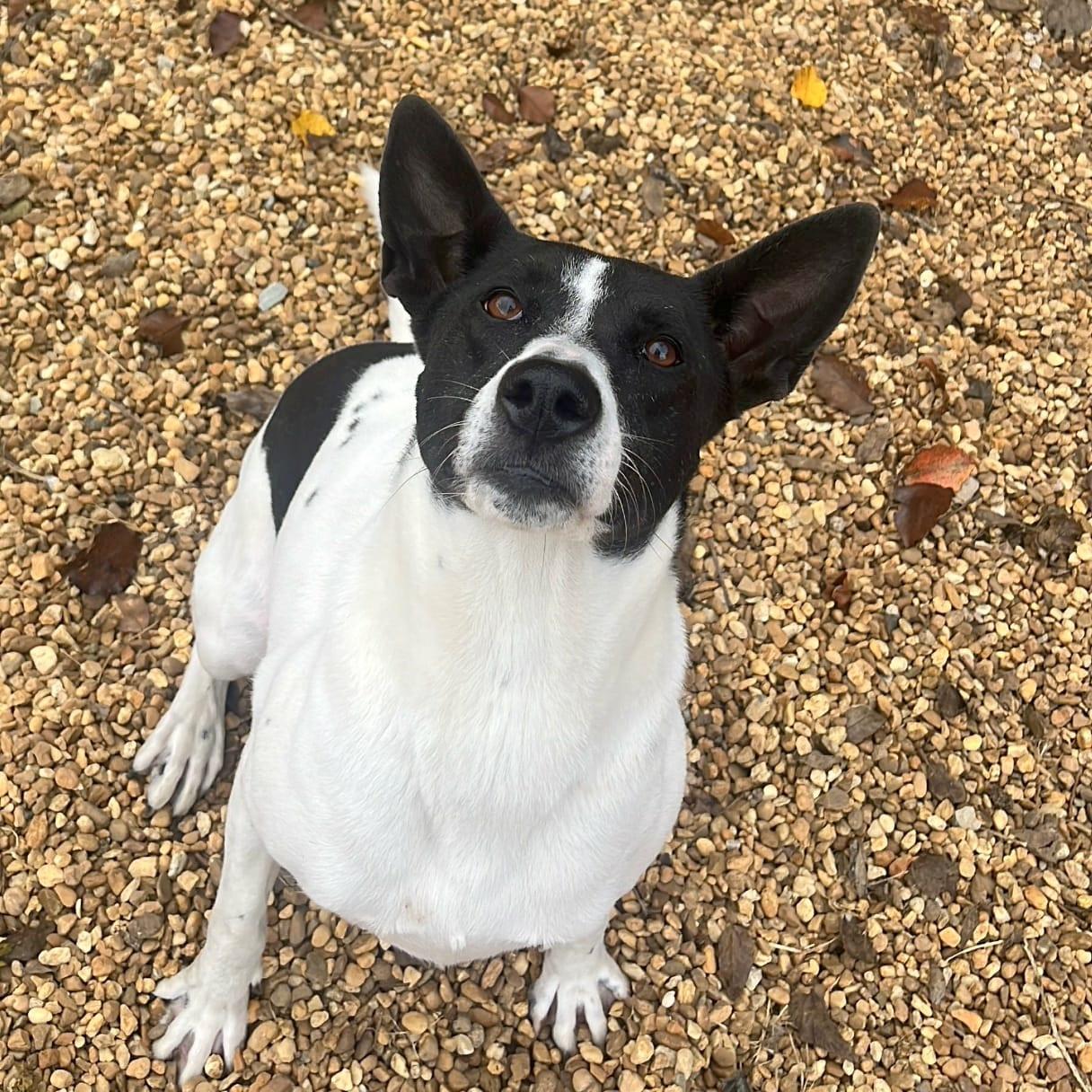 Enlarge Sandy, a Adoptable mixed breed in Anniston, AL image 1/6