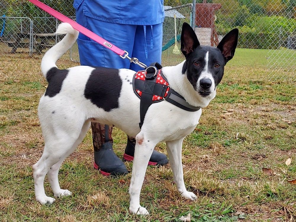 Enlarge Sandy, a Adoptable mixed breed in Anniston, AL image 5/6