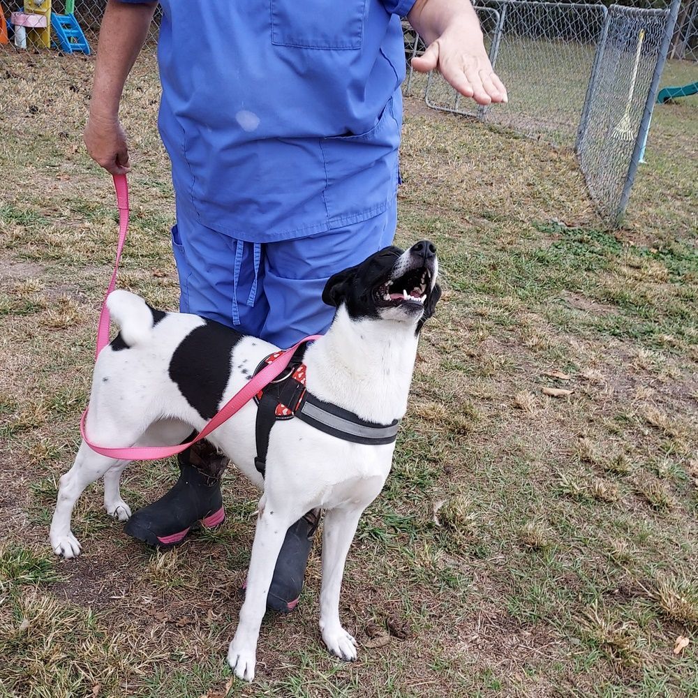 Enlarge Sandy, a Adoptable mixed breed in Anniston, AL image 6/6