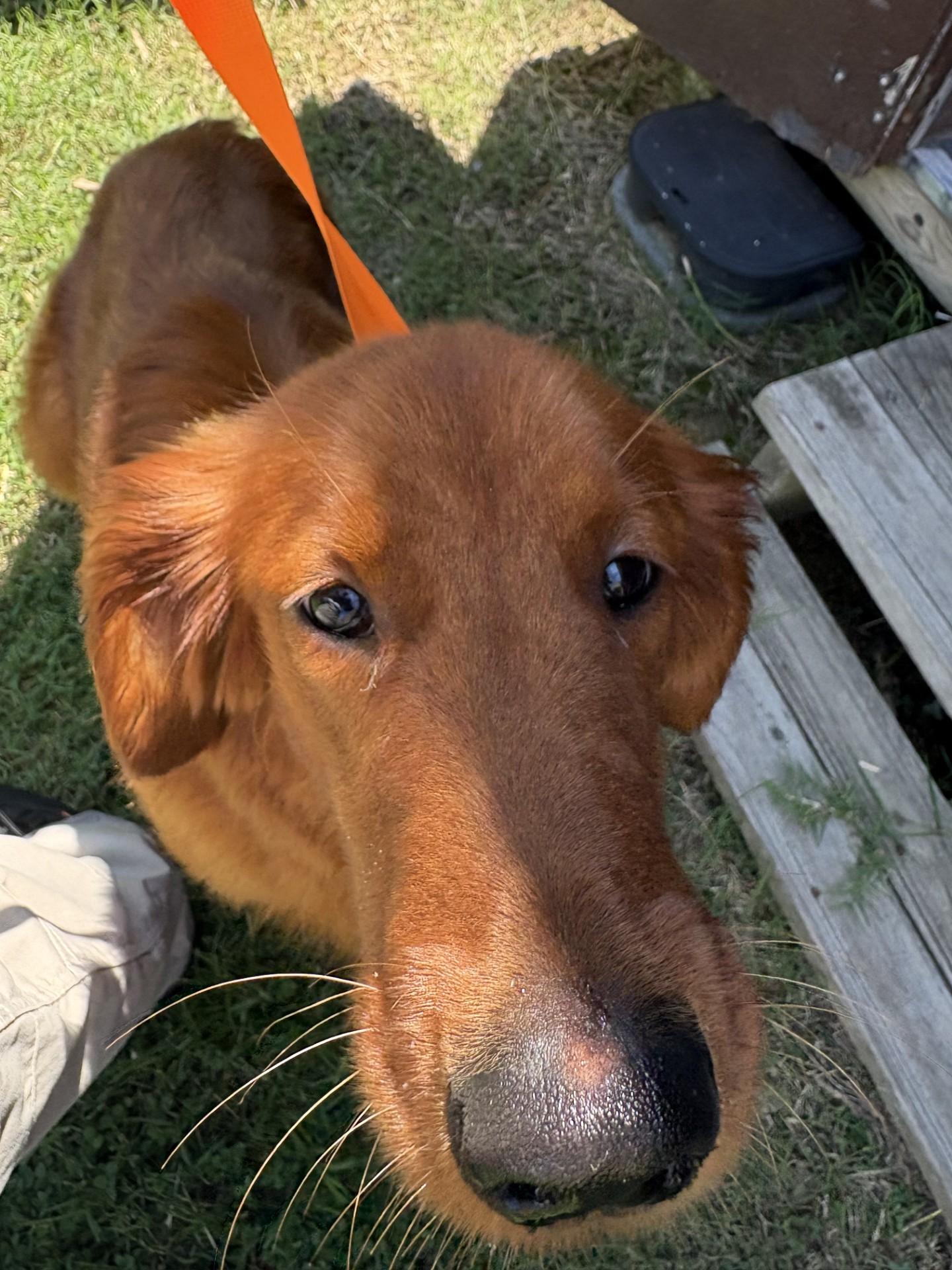 Pine, an adopted Golden Retriever in Ashland, VA image 3/3