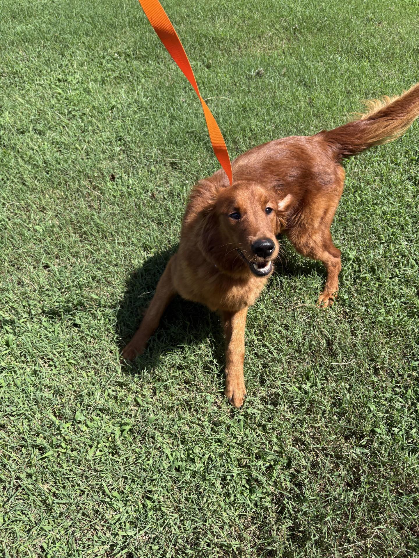 Pine, an adopted Golden Retriever in Ashland, VA image 2/3
