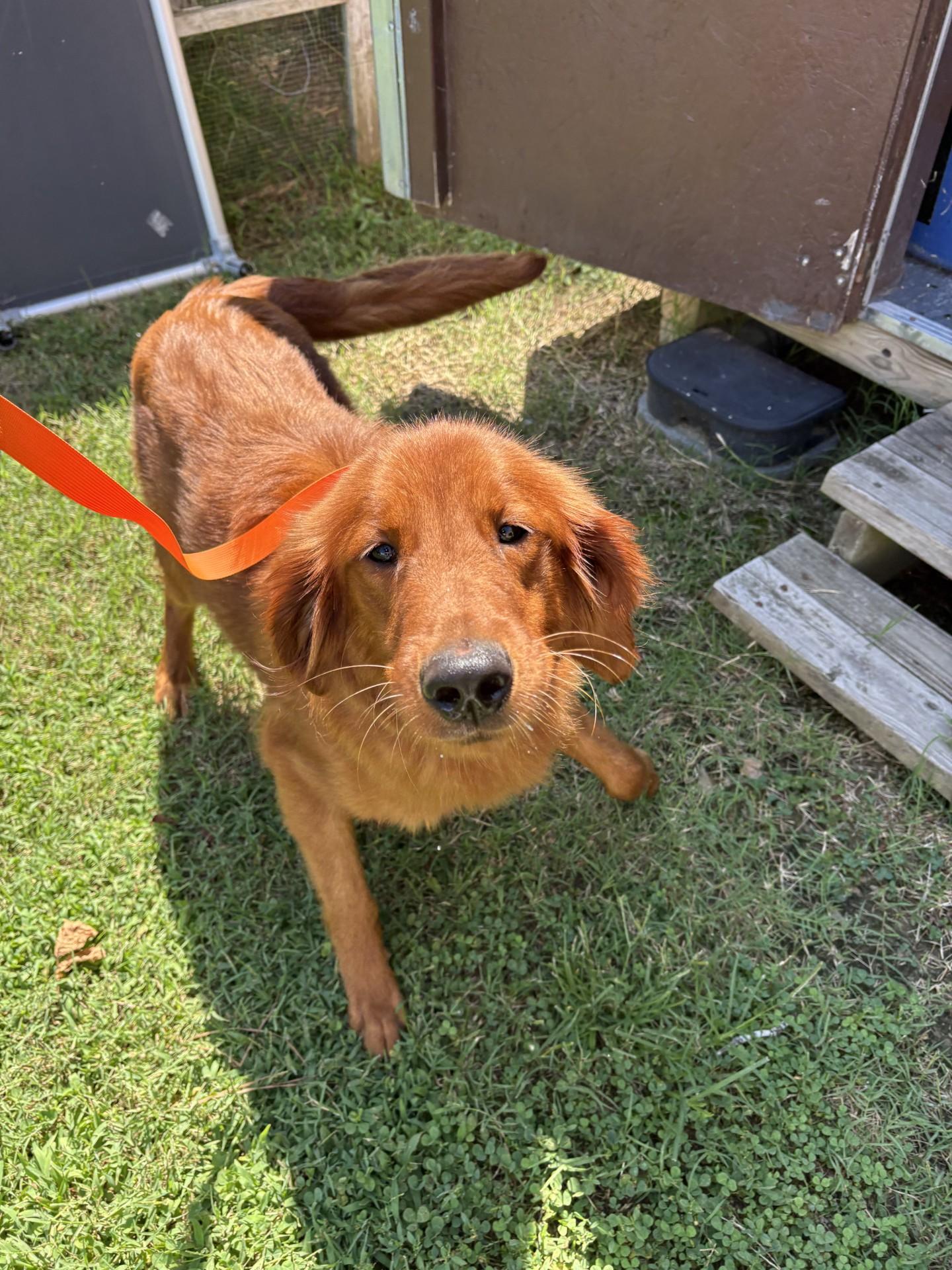 Pine, adopted, Young Male Golden Retriever.