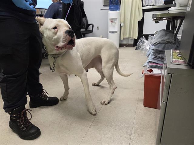 Enlarge NENA, a Adoptable Dogo Argentino in Kent, WA image 1/1