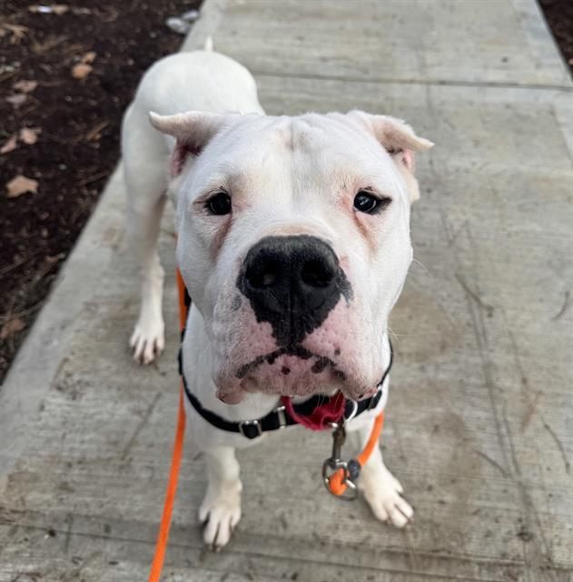 NENA, Adoptable, Adult Female Dogo Argentino.
