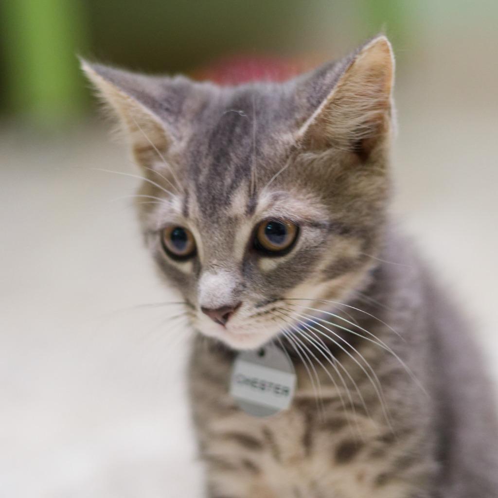 Chester, Adoptable, Kitten Male Domestic Short Hair.