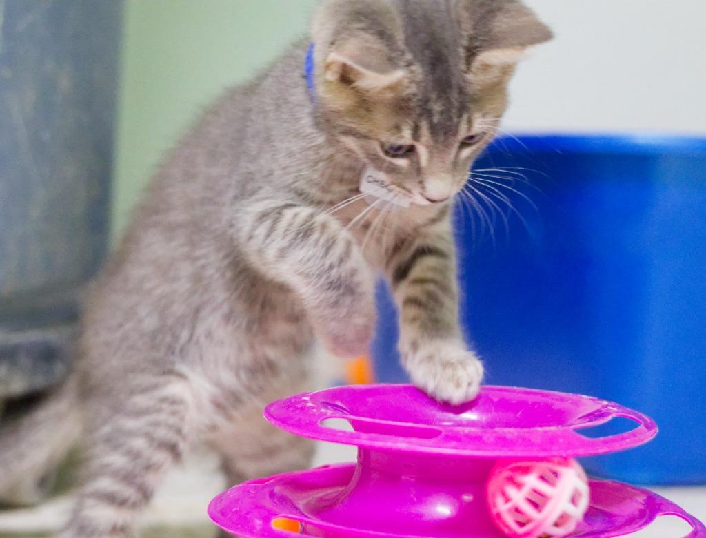 Chester, a Adoptable mixed breed in Hot Springs, AR image 2/3