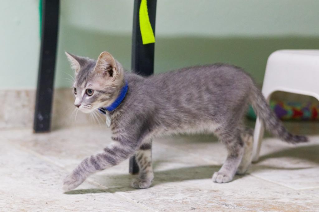 Chester, a Adoptable mixed breed in Hot Springs, AR image 3/3