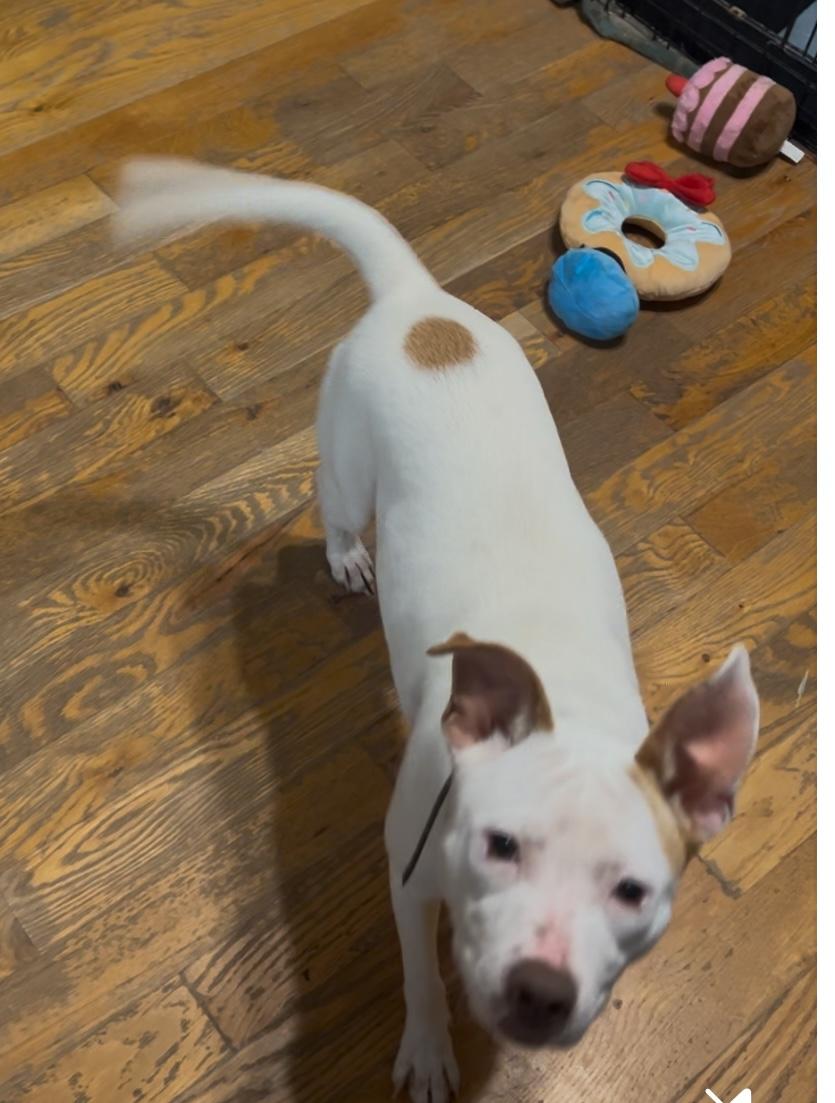 Enlarge Daphne, a Adoptable mixed breed in Knoxville, GA image 1/3