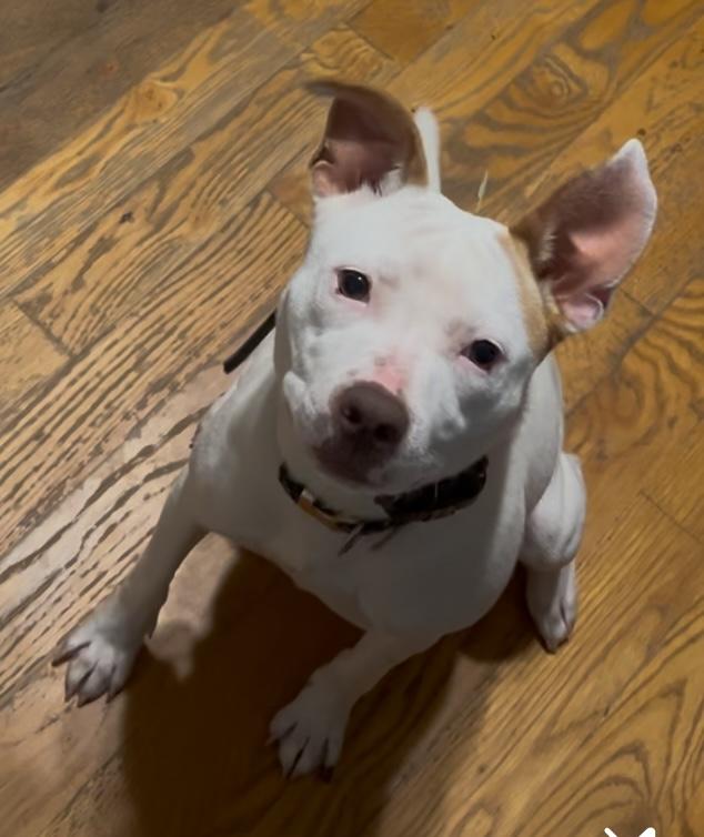 Daphne, Adoptable, Young Female Pit Bull Terrier.